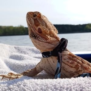 Meet your Posher, Morgan